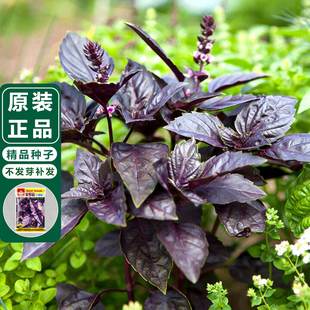 紫叶食用九层塔种子紫罗勒种籽阳台四季春秋盆栽叶金不换九成塔孑