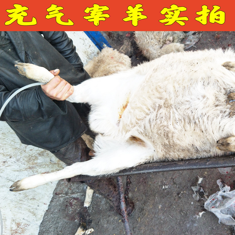 山西特产右玉全羊白条整羊绿洲羊农家羔羊肉散养农家羊现杀羊