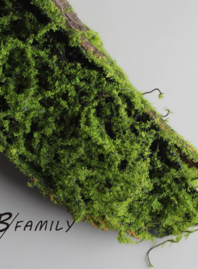 树皮道具可爱家苔藓造景森系