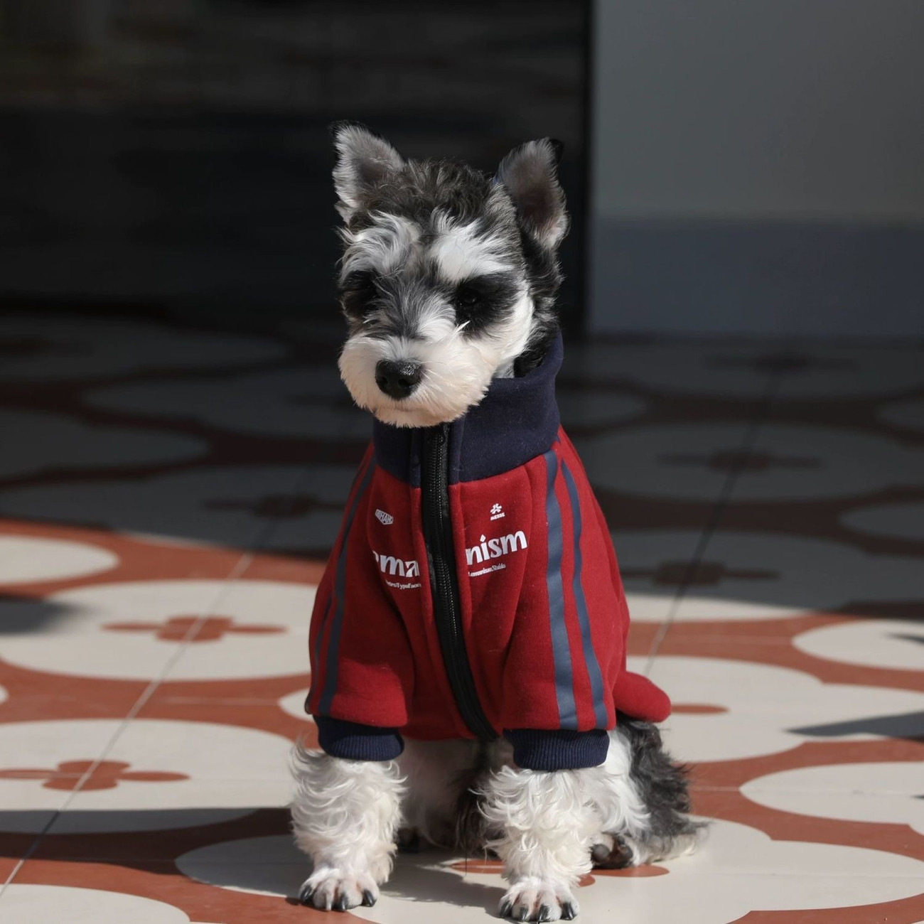 小型犬拉链四季运动卫衣