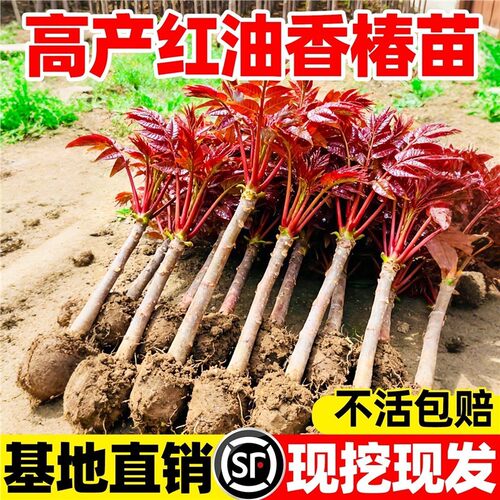 正宗红油香椿苗地栽食用矮
