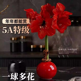 朱顶红进口重瓣种球带花苞蜡封懒人好养活植物新年礼物年宵花鲜花