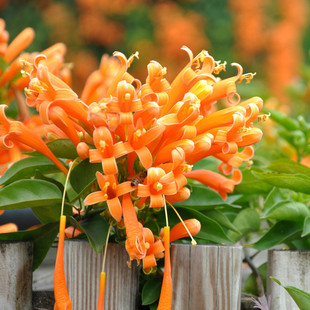 攀爬花卉炮仗花苗爬藤植物阳台庭院围墙炮竹花大苗盆栽攀援鞭炮花