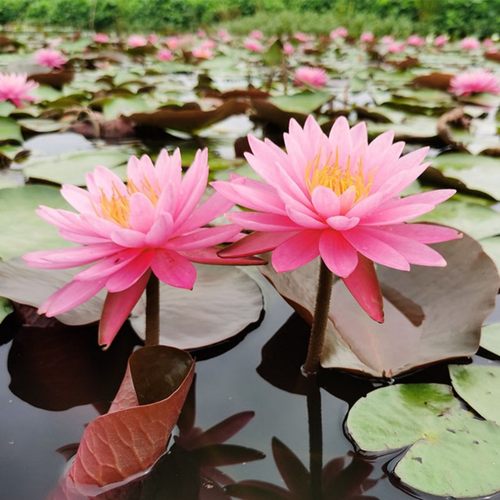 睡莲水培植物四季室外荷花