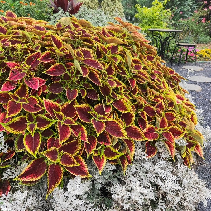 彩叶草花苗植物五彩叶盆栽阳台庭院七彩变色鲜艳观叶绿植四季好养