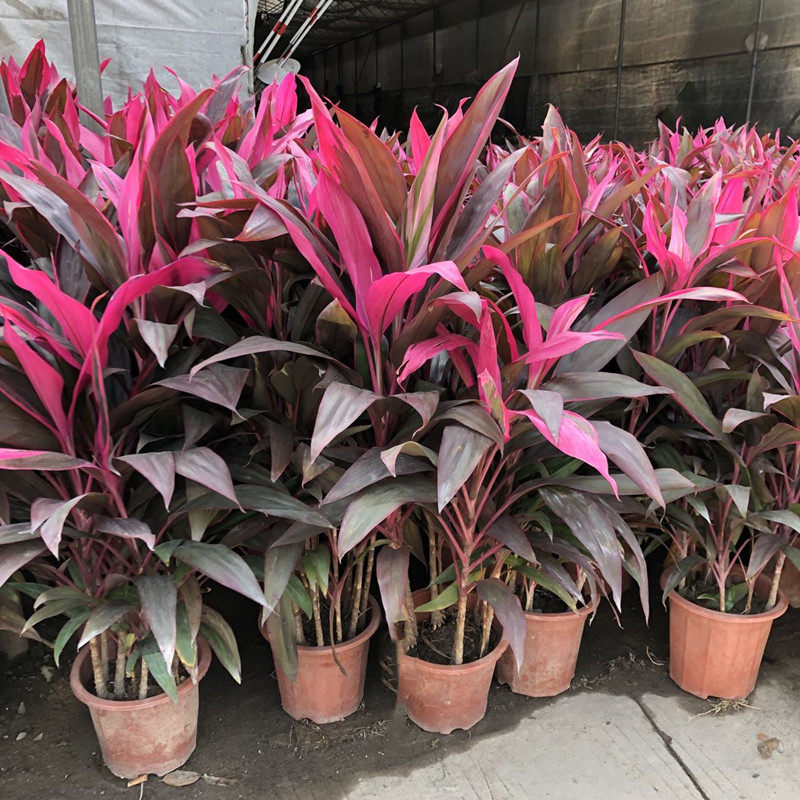 朱蕉红叶大型盆栽五彩大叶客厅庭院观叶盆景花防辐射除甲醛易养活