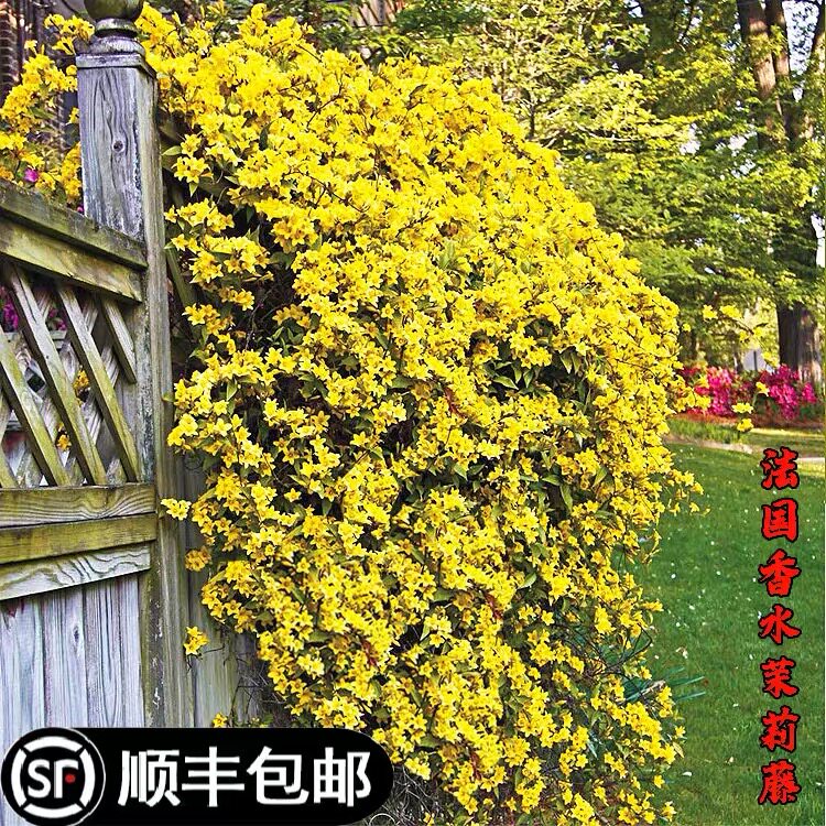 法国香水茉莉藤本植物庭院阳台