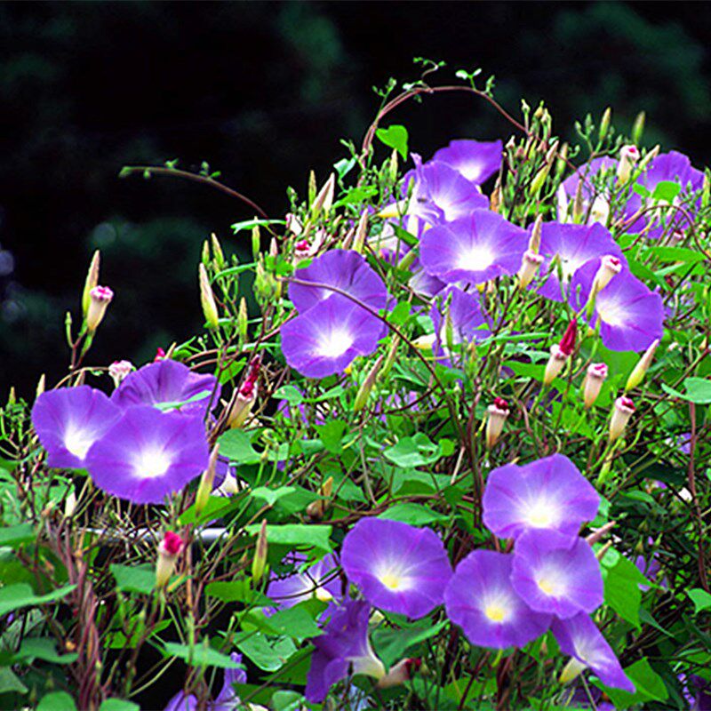 牵牛花苗爬藤植物五爪金龙盆栽阳台庭院四季好养攀援花卉喇叭花苗