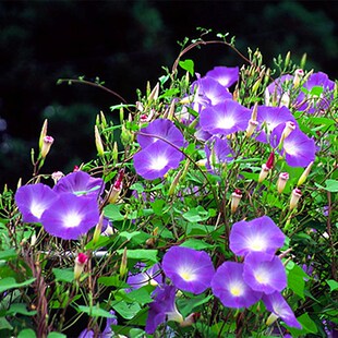 牵牛花苗爬藤植物五爪金龙盆栽阳台庭院四季好养攀援花卉喇叭花苗
