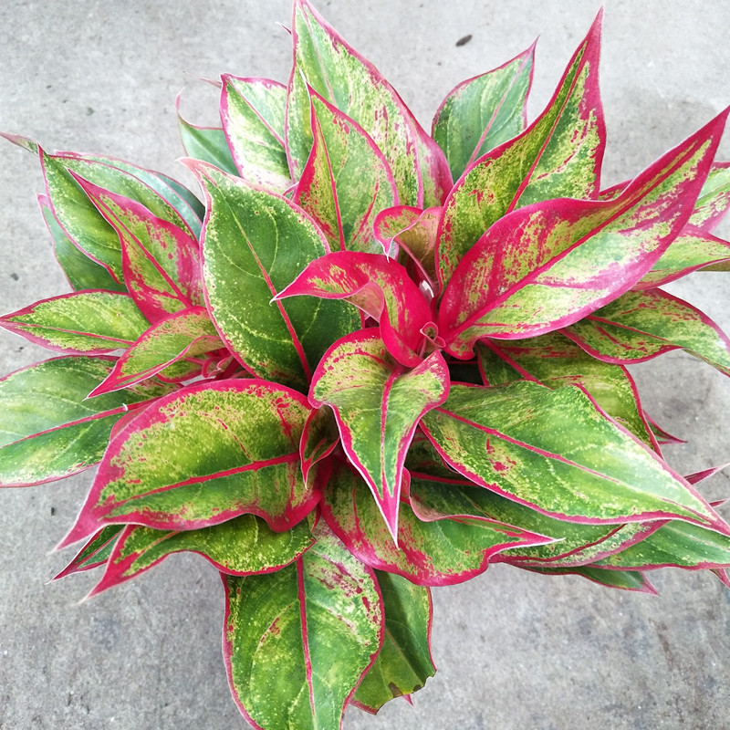 万年红盆栽如意皇后红宝石吉祥物室内客厅吸甲醛绿植水培土培植物