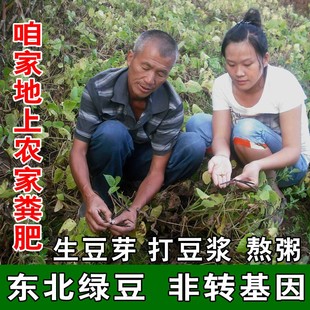 2025新粮东北绿豆新鲜农家绿豆可发芽五谷杂粮