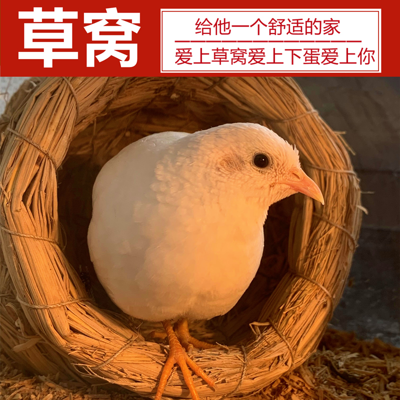 芦丁鸡草窝鸟笼墙体柔软鸽子