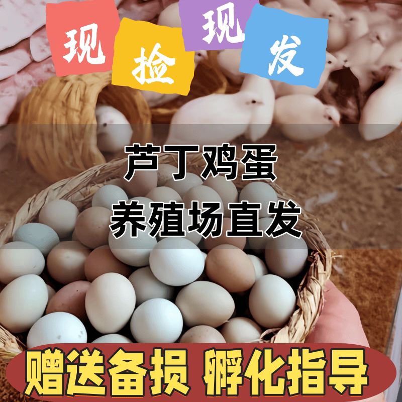 芦丁鸡受精可孵化蛋网红迷你宠物鸡纯白礼服德系精品卢丁鸡受精蛋