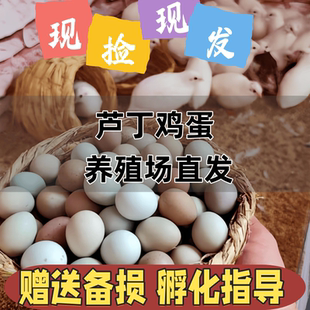 芦丁鸡受精可孵化蛋网红迷你宠物鸡纯白礼服德系精品卢丁鸡受精蛋