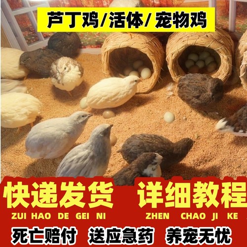 芦丁鸡活物观赏卢丁鸡活体迷你宠物50-90天成鸡白色礼服成年大鸡