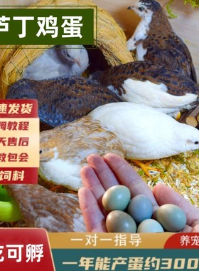 芦丁鸡受精蛋可孵化种蛋卢丁鸡礼服纯白网红宠物鸡迷你鸡鹌鹑食用