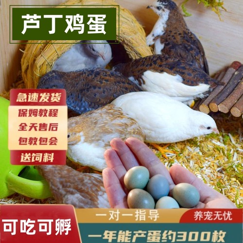 芦丁鸡受精蛋可孵化种蛋卢丁鸡礼服纯白网红宠物鸡迷你鸡鹌鹑食用
