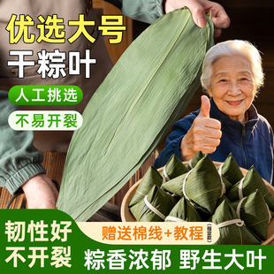干粽叶粽子叶特大号新鲜包粽子竹叶商用野生箬叶端午材料家用批发