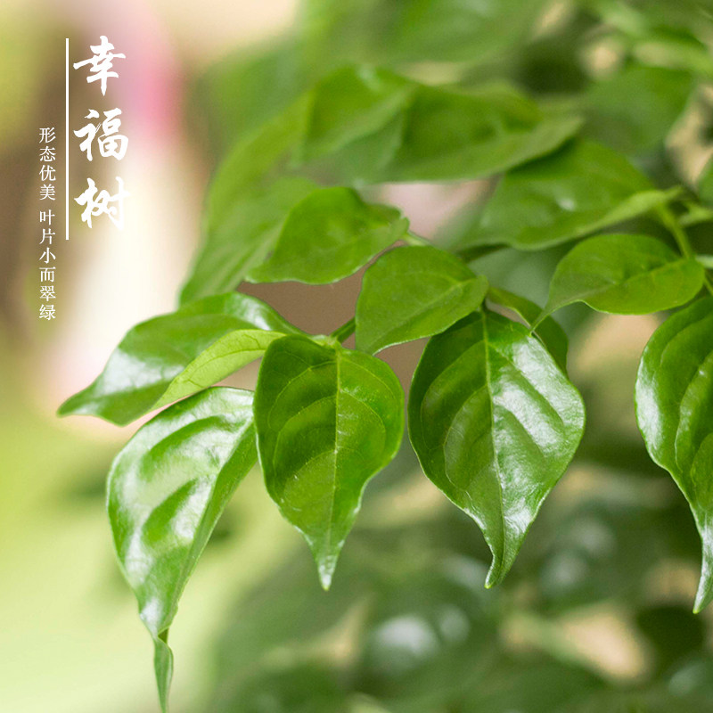 幸福树平安树盆栽大型绿植花卉树苗小盆栽室内客厅办公室植物花卉
