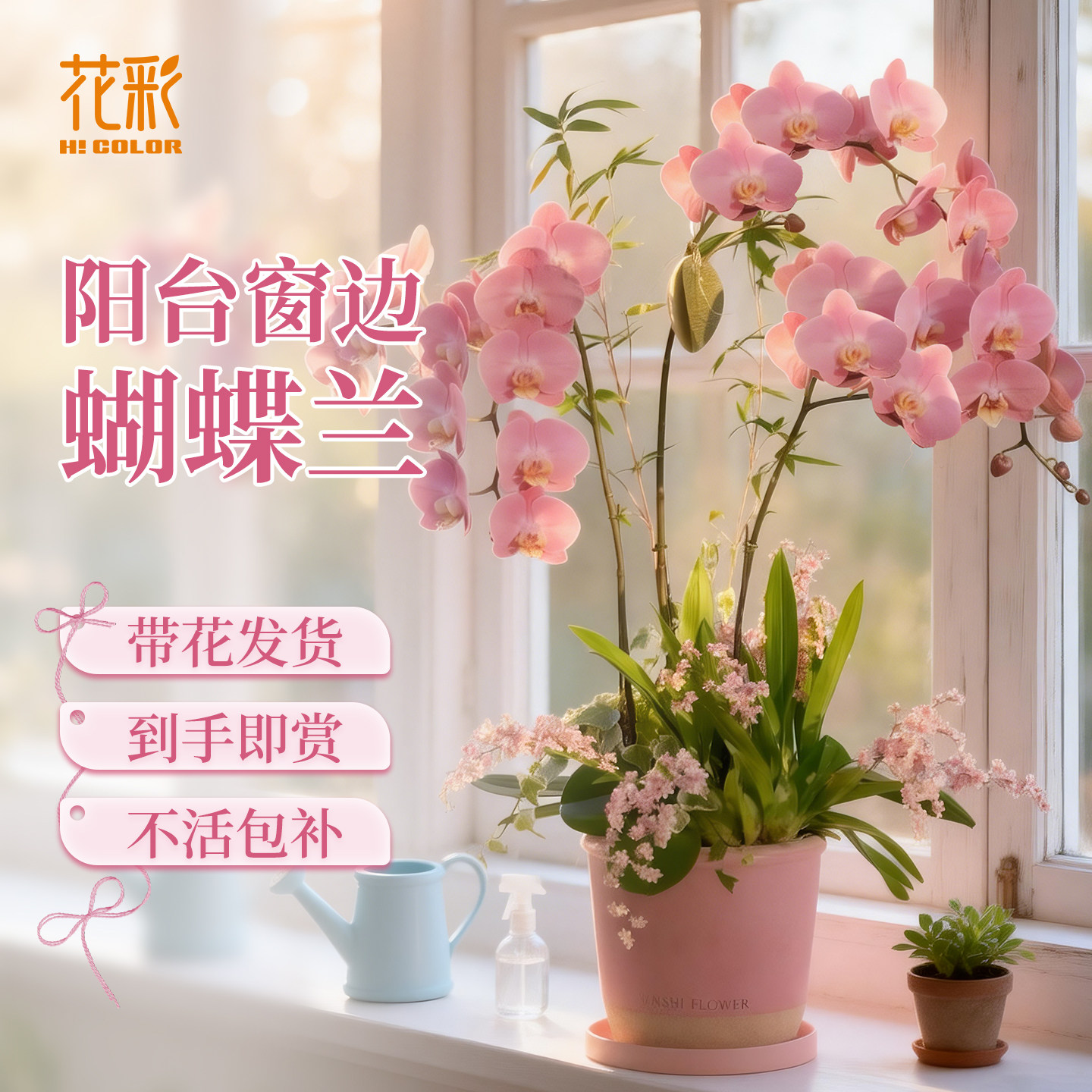 花彩室内兰花蝴蝶兰盆栽窗边阳台散射光好养四季开花期长年宵花卉