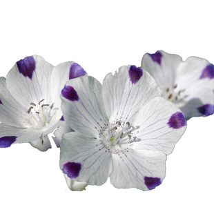 虹越萌吖吖喜林草粉蝶花种子秋播春季开花室外庭院花园花卉种籽子