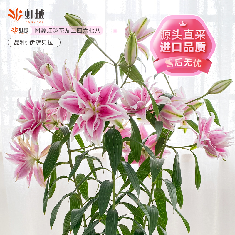 进口百合种球虹越球根花卉