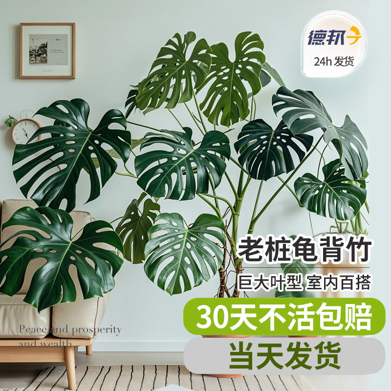 龟背竹客厅大盆栽老桩龟背竹大型落地式巨叶龟背竹真绿植室内客厅