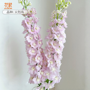 花彩大花飞燕草花苗盆栽火烈鸟阳台庭院室外露台装饰多年耐寒耐热