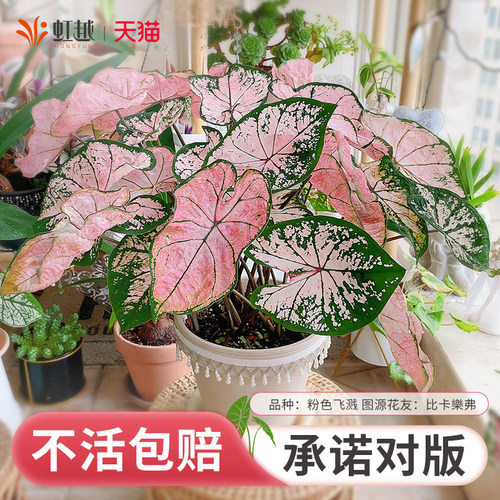 彩叶芋种球粉色飞溅阳台观叶盆栽
