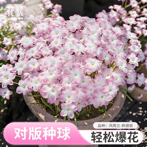 虹越风雨兰种球胖丽丽夏季开花