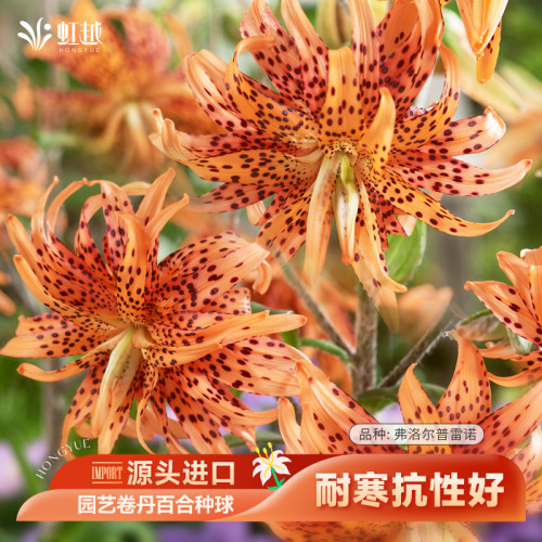 虹越树百合种球进口对版多年花卉