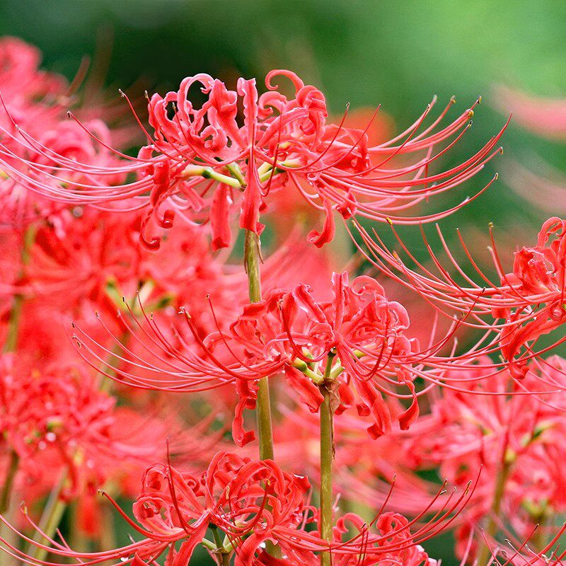 虹越彼岸花种球曼珠沙华花种红花石蒜室内室外植物龙爪花盆栽花卉