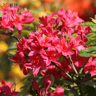 虹越进口落叶杜鹃重瓣粉绣球金鹰好养大规格盆栽庭院耐寒杜鹃花苗