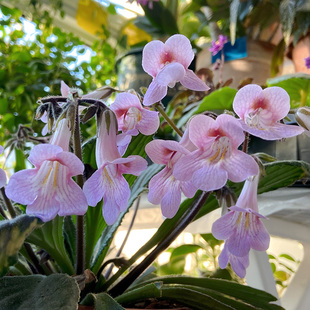 花彩报春苦苣苔盆栽阳台室内网红植物雪天使皮草多年生耐寒易爆花