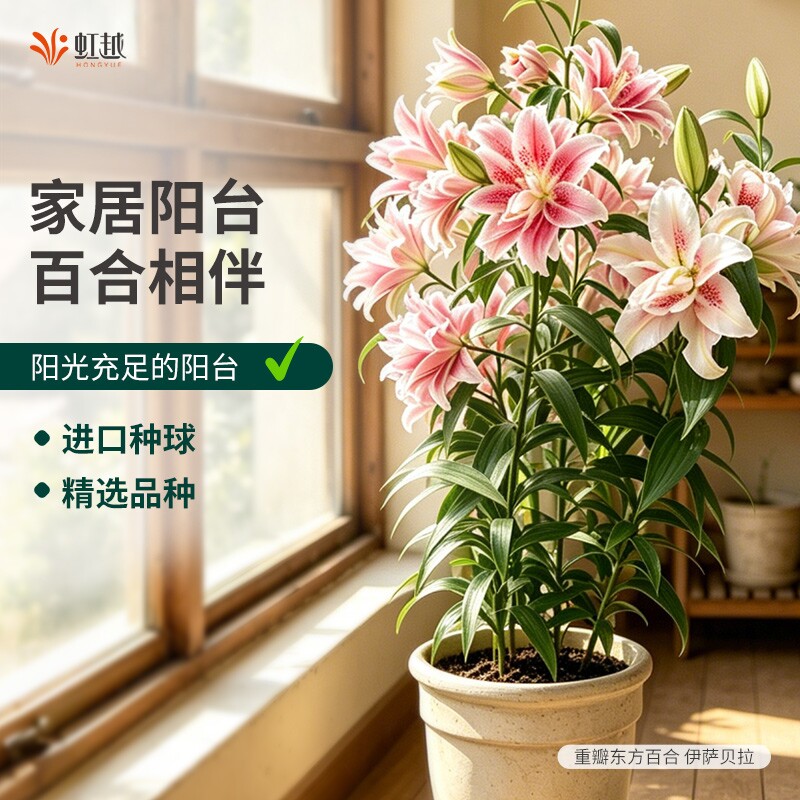 进口百合花种球可阳台盆栽图片
