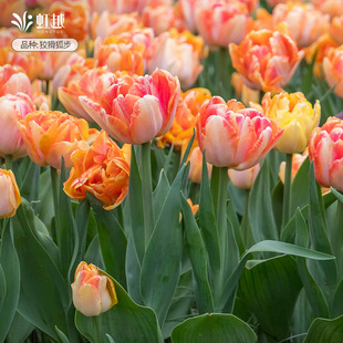 橙色系郁金香种球自然球进口花种球根重瓣土培盆地栽耐寒花卉虹越
