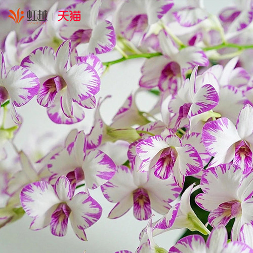 虹越泼墨石斛兰带花苞阳台秋石斛