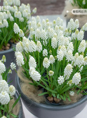 葡萄风信子种球小球根白色魔术花园阳台多年生球花卉进口虹越现货