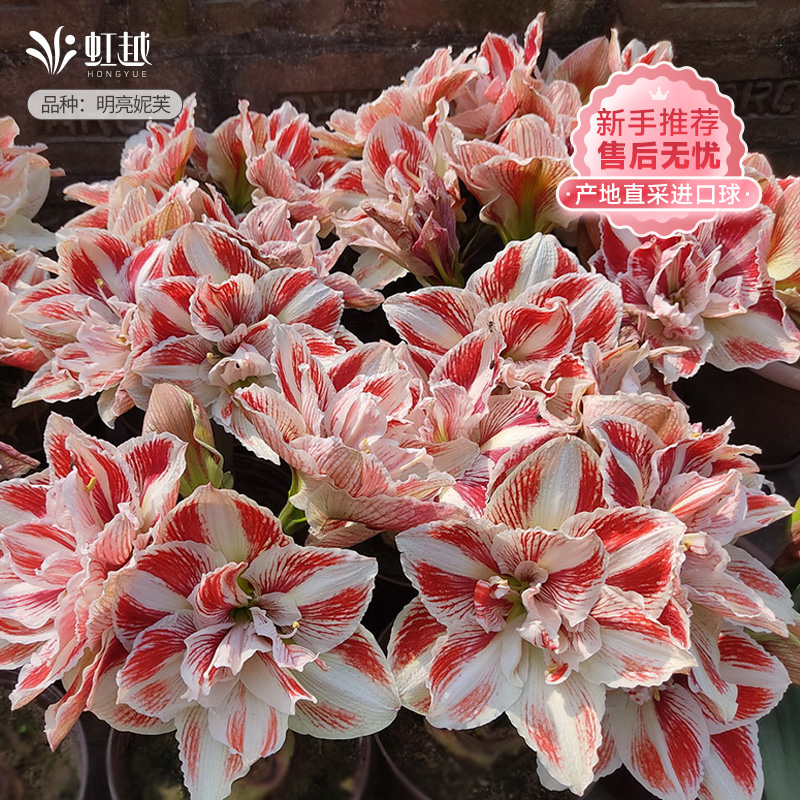 【持续热卖】进口朱顶红多品种