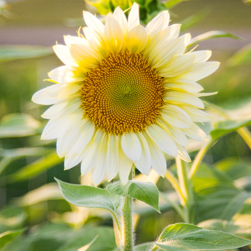 虹越萌吖吖进口向日葵花种子阳台盆栽庭院地栽花园造景春播花种籽