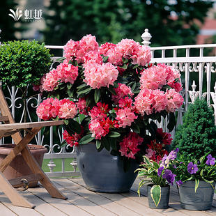 虹越粉色系高山杜鹃花盆栽大花球四季常绿阳台庭院多年生耐寒花卉