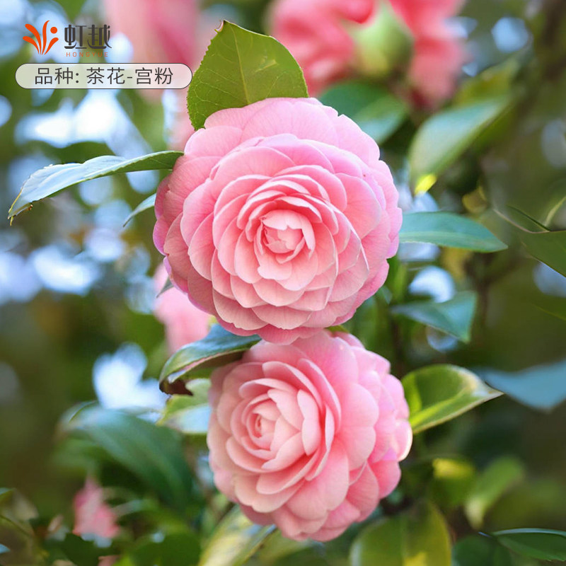 花彩粉色茶花盆栽苗阳台香妃庭院地栽耐寒原生大苗宫粉多年生大花