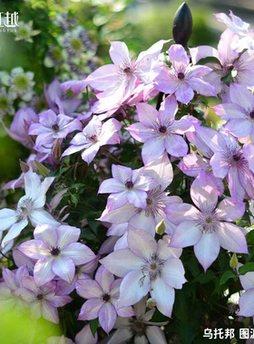 虹越铁线莲苗F系科琳市长里昂村庄海风蓝光耐寒好养爬藤盆栽多季