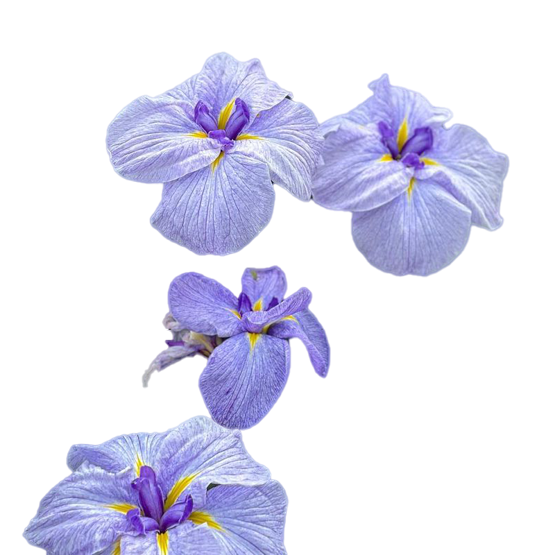 花彩大花菖蒲日鸢尾玉蝉花裸根芽庭院宿根花境花园植物湿地多年生