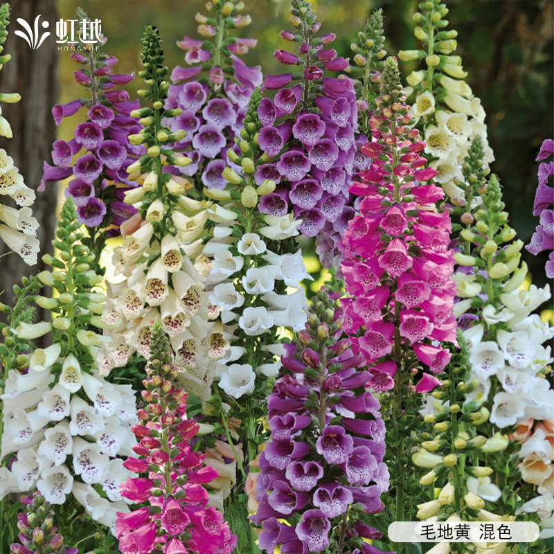 虹越园艺家毛地黄花卉种苗