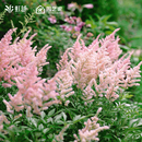 落新妇种球裸根庭院阳台花园耐阴耐寒多年生宿根花卉盆栽种苗预售