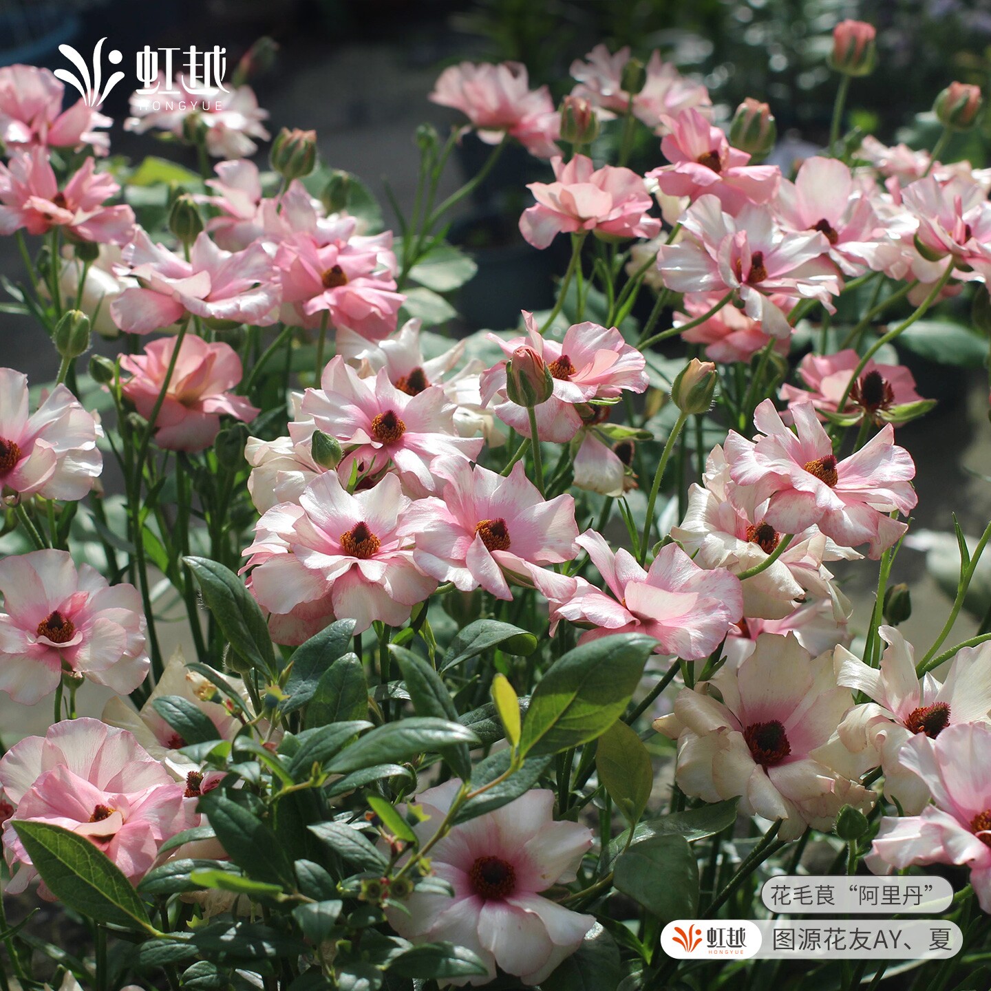 阿里丹花毛茛种球国产蝴蝶花毛茛阳台可盆栽花园地栽洋牡丹开花