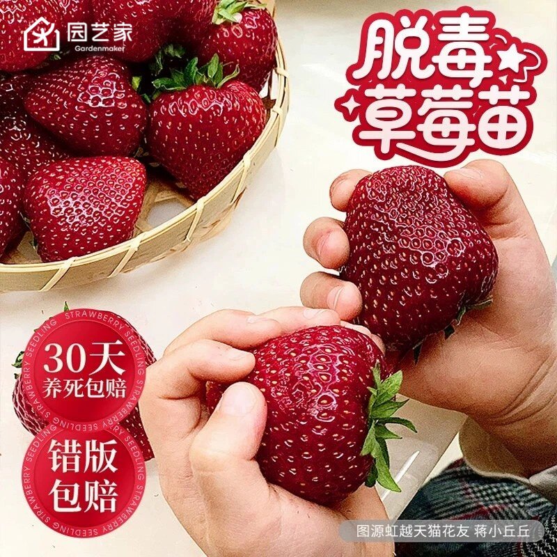 草莓苗秧盆栽果苗树园艺家四季结果奶油黑珍珠淡雪玄玉章姬隋珠