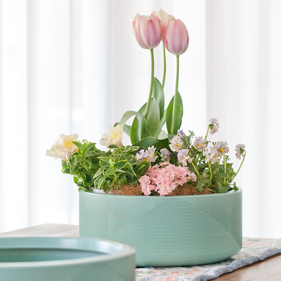 虹越水培铜钱草碗形塑料花盆