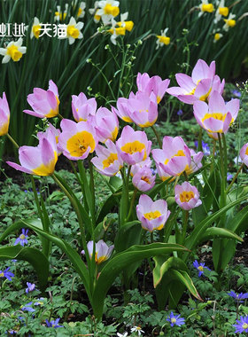 现货进口原生郁金香种球梦幻小公主丁香奇迹球根可盆地栽耐寒虹越